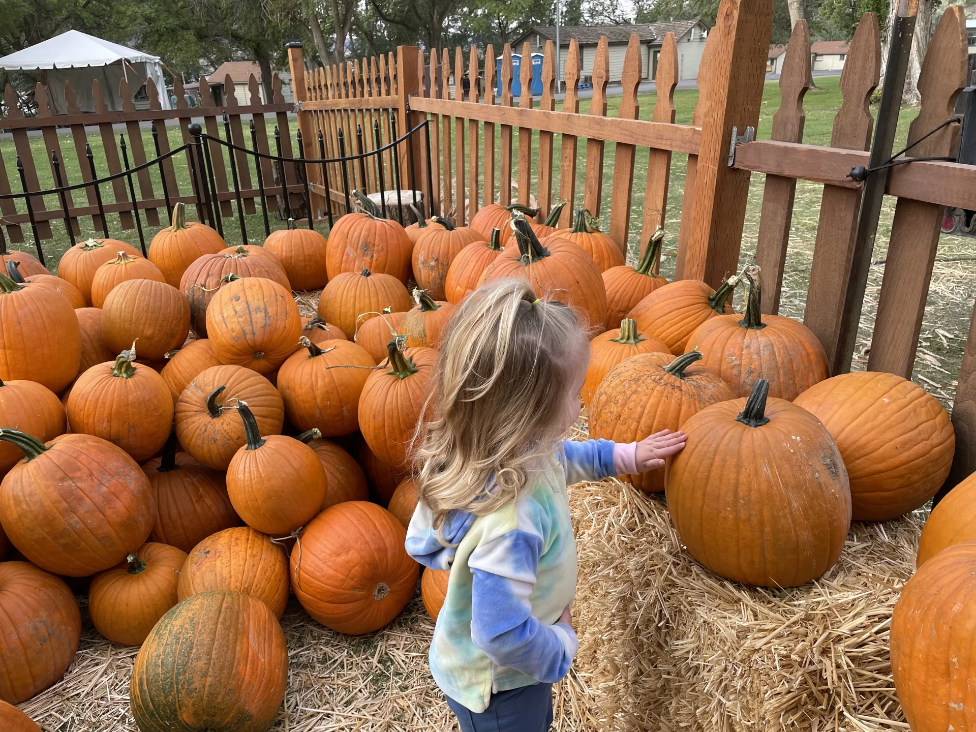 Pumpkin patch at Fall Festival