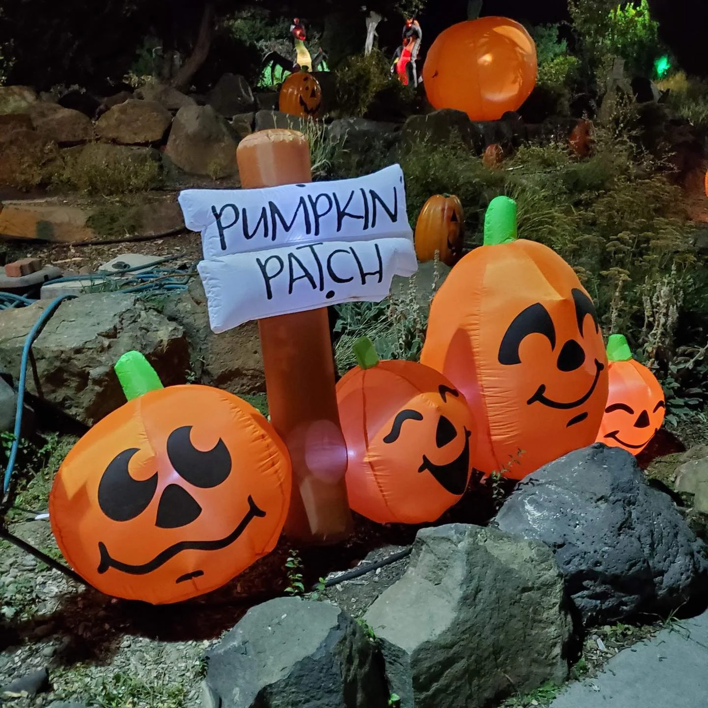 Pumpkin patch