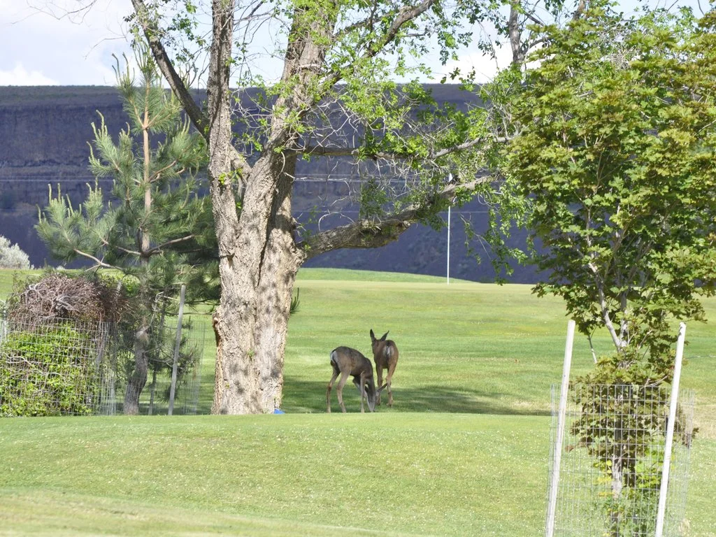 Wildlife near the clubhouse